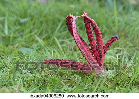 Tintenfischpilz (Anthurus archeri), auf einer Wiese, Nordrhein-Westfalen, Deutschland, Europa View Large Photo Image Stock Image - Tintenfischpilz (Anthurus archeri), auf einer Wiese, Nordrhein-Westfalen, Deutschland, Europa. Fotosearch