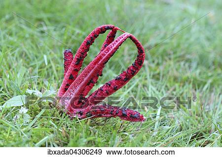 Tintenfischpilz (Anthurus archeri), auf einer Wiese, Nordrhein-Westfalen, Deutschland, Europa View Large Photo Image Stock Photo - Tintenfischpilz (Anthurus archeri), auf einer Wiese, Nordrhein-Westfalen, Deutschland, Europa. Fotosearch
