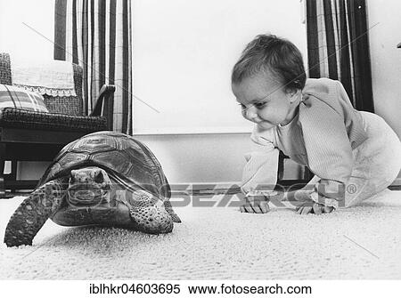 Toddler plays with turtle in the living room, England, Great Britain View Large Photo Image Stock Photography - Toddler plays with turtle in the living room, England, Great Britain. Fotosearch