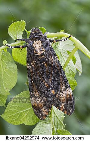Totenkopfschwarmer (Acherontia atropos) auf Kartoffelpflanze, Tirol, Osterreich, Europa View Large Photo Image Picture - Totenkopfschwarmer (Acherontia atropos) auf Kartoffelpflanze, Tirol, Osterreich, Europa. Fotosearch
