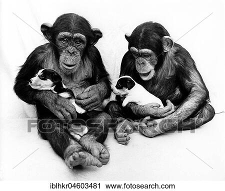 Stock Image - Two chimpanzees with Jack Russell Terrier puppies in their arms, England, Great Britain. Fotosearch