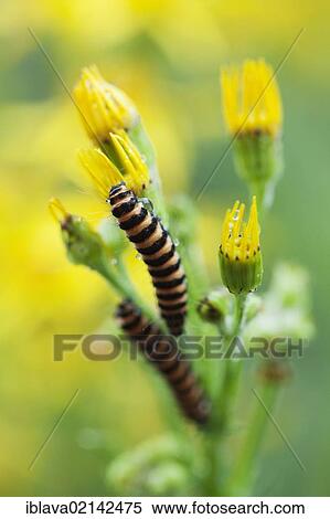 Two Cinnabar moth caterpillars (Tyria jacobaeae) feeding on Common ragwort (Senecio jacobaea) in an urban garden, Somerset, England, United Kingdom, Europe View Large Photo Image Stock Photography - Two Cinnabar moth caterpillars (Tyria jacobaeae) feeding on Common ragwort (Senecio jacobaea) in an urban garden, Somerset, England, United Kingdom, Europe. Fotosearch