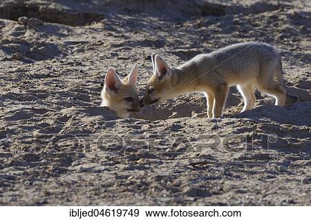 Two young Cape foxes (Vulpes chama), nose to nose at burrow entrance, Kgalagadi Transfrontier Park, Northern Cape, South Africa, Africa View Large Photo Image Stock Photo - Two young Cape foxes (Vulpes chama), nose to nose at burrow entrance, Kgalagadi Transfrontier Park, Northern Cape, South Africa, Africa. Fotosearch