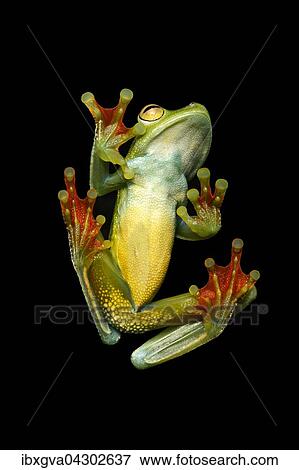 Unterseite, neotropischer Palmen-Laubfrosch (Hypsiboas pelluscensa), Choco Regenwald, Ecuador, Sudamerika View Large Photo Image Stock Photo - Unterseite, neotropischer Palmen-Laubfrosch (Hypsiboas pelluscensa), Choco Regenwald, Ecuador, Sudamerika. Fotosearch
