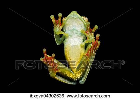 Unterseite, neotropischer Palmen-Laubfrosch (Hypsiboas pelluscensa), Choco Regenwald, Ecuador, Sudamerika View Large Photo Image Stock Photograph - Unterseite, neotropischer Palmen-Laubfrosch (Hypsiboas pelluscensa), Choco Regenwald, Ecuador, Sudamerika. Fotosearch