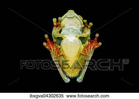 Unterseite, neotropischer Palmen-Laubfrosch (Hypsiboas pelluscensa), Choco Regenwald, Ecuador, Sudamerika View Large Photo Image Stock Photography - Unterseite, neotropischer Palmen-Laubfrosch (Hypsiboas pelluscensa), Choco Regenwald, Ecuador, Sudamerika. Fotosearch