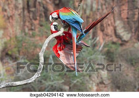 Stock Image - Verspielte Grunflugelaras (Ara chloropterus), Buraco das Araras, Mato Grosso do Sul, Brasilien, Sudamerika. Fotosearch
