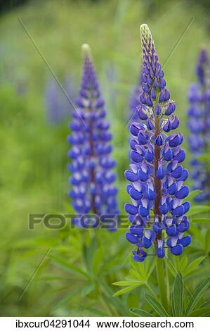Picture - Vielblattrige Lupine (Lupinus polyphyllus), Thuringen, Deutschland, Europa. Fotosearch