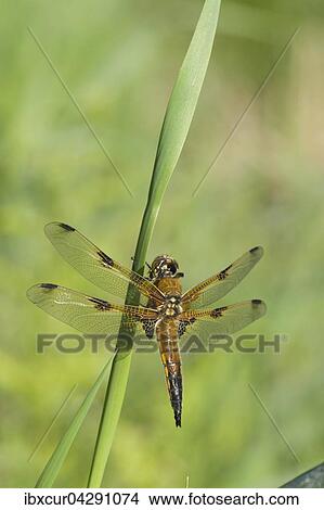 Vierfleck (Libellula quadrimaculata), Weibchen, Thuringen, Deutschland, Europa View Large Photo Image Picture - Vierfleck (Libellula quadrimaculata), Weibchen, Thuringen, Deutschland, Europa. Fotosearch