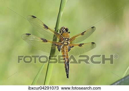 Vierfleck (Libellula quadrimaculata), Weibchen, Thuringen, Deutschland, Europa View Large Photo Image Stock Image - Vierfleck (Libellula quadrimaculata), Weibchen, Thuringen, Deutschland, Europa. Fotosearch