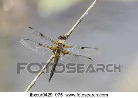 Stock Photography - Vierfleck (Libellula quadrimaculata), Mannchen, Thuringen, Deutschland, Europa. Fotosearch