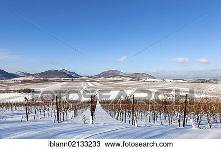 Vineyard in winter, Southern Palatinate, Pfalz, Rhineland-Palatinate, Germany, Europe View Large Photo Image Stock Image - Vineyard in winter, Southern Palatinate, Pfalz, Rhineland-Palatinate, Germany, Europe. Fotosearch