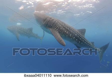 Stock Image - Walhai (Rhincodon typus), Mindanaosee, auch Boholsee, Oslob, Cebu, Philippinen, Asien. Fotosearch