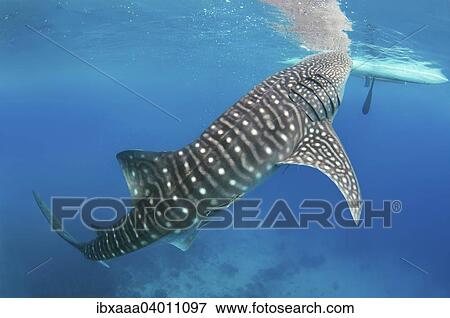 Walhai (Rhincodon typus), Mindanaosee, auch Boholsee, Oslob, Cebu, Philippinen, Asien View Large Photo Image Stock Photo - Walhai (Rhincodon typus), Mindanaosee, auch Boholsee, Oslob, Cebu, Philippinen, Asien. Fotosearch
