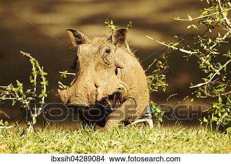 Warzenschwein (Phacochoerus africanus), Portrait, Kruger Nationalpark, Sudafrika View Large Photo Image Picture - Warzenschwein (Phacochoerus africanus), Portrait, Kruger Nationalpark, Sudafrika. Fotosearch
