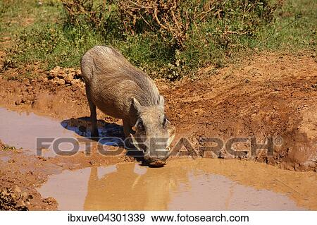 Warzenschwein (Phacochoerus africanus) trinkt an schlammigem Wasserloch, Addo Elephant Nationalpark, Ostkap, Sudafrika View Large Photo Image Stock Photo - Warzenschwein (Phacochoerus africanus) trinkt an schlammigem Wasserloch, Addo Elephant Nationalpark, Ostkap, Sudafrika. Fotosearch
