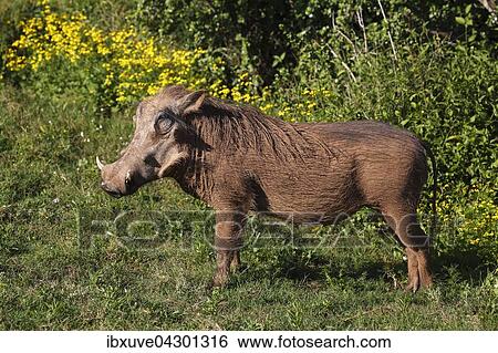 Warzenschwein (Phacochoerus africanus), Keiler, Addo Elephant Nationalpark, Ostkap, Sudafrika View Large Photo Image Stock Photograph - Warzenschwein (Phacochoerus africanus), Keiler, Addo Elephant Nationalpark, Ostkap, Sudafrika. Fotosearch