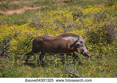 Warzenschwein (Phacochoerus africanus), blutet an der Schnauze, lauft durch bluhendes Buschland, Addo Elephant Nationalpark, Ostkap, Sudafrika View Large Photo Image Stock Photography - Warzenschwein (Phacochoerus africanus), blutet an der Schnauze, lauft durch bluhendes Buschland, Addo Elephant Nationalpark, Ostkap, Sudafrika. Fotosearch