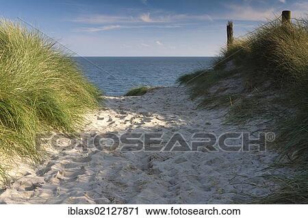 Stock Image - Way to the beach flanked with beach grass and a view towards the sea on Sylt, North Frisia, Schleswig-Holstein, Germany, Europe, PublicGround, Europe. Fotosearch