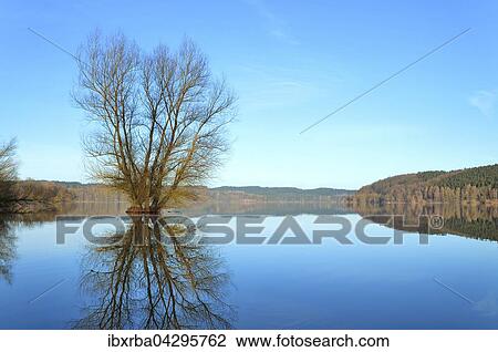 Stock Image - Weiden-Baum (Salix sp. ) steht mitten im See, spiegelt sich auf der Wasseroberflache, Mohnesee, Nordrhein-Westfalen, Deutschland, Europa. Fotosearch