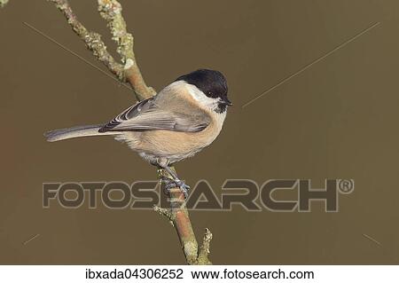 Stock Image - Weidenmeise (Parus montanus) sitzt auf einem Ast, Nordrhein-Westfalen, Deutschland, Europa. Fotosearch