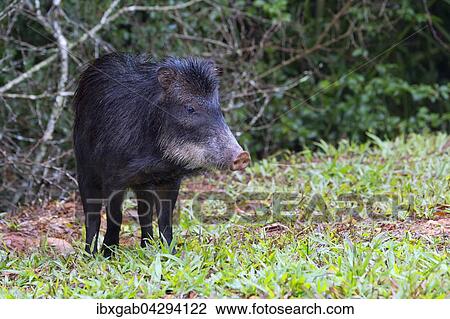 Weissbartpekari (Tayassu pecari), Mato Grosso do Sul, Brasilien, Sudamerika View Large Photo Image Stock Image - Weissbartpekari (Tayassu pecari), Mato Grosso do Sul, Brasilien, Sudamerika. Fotosearch
