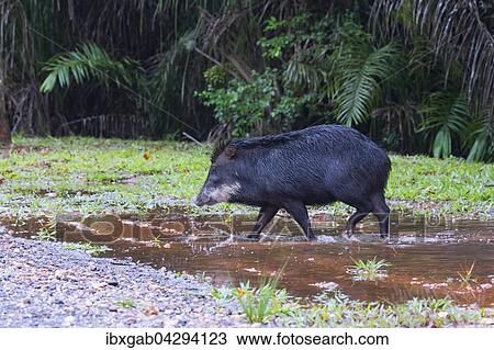 Weissbartpekari (Tayassu pecari), Mato Grosso do Sul, Brasilien, Sudamerika View Large Photo Image Stock Image - Weissbartpekari (Tayassu pecari), Mato Grosso do Sul, Brasilien, Sudamerika. Fotosearch