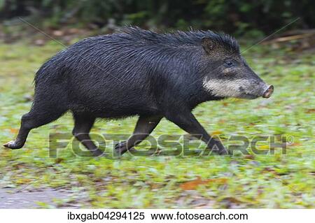Weissbartpekari (Tayassu pecari), laufend, Mato Grosso do Sul, Brasilien, Sudamerika View Large Photo Image Stock Photography - Weissbartpekari (Tayassu pecari), laufend, Mato Grosso do Sul, Brasilien, Sudamerika. Fotosearch