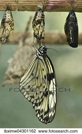 Weisse Baumnymphe (Idea leuconoe), geschlupfter Schmetterling hangt an Puppe, captive View Large Photo Image Stock Image - Weisse Baumnymphe (Idea leuconoe), geschlupfter Schmetterling hangt an Puppe, captive. Fotosearch