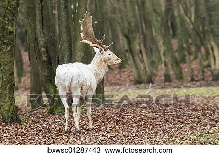 Weisser Damhirsch (Dama dama) steht im Wald, Damwild, Vulkaneifel, Eifel, Rheinland-Pfalz, Deutschland, Europa View Large Photo Image Stock Image - Weisser Damhirsch (Dama dama) steht im Wald, Damwild, Vulkaneifel, Eifel, Rheinland-Pfalz, Deutschland, Europa. Fotosearch