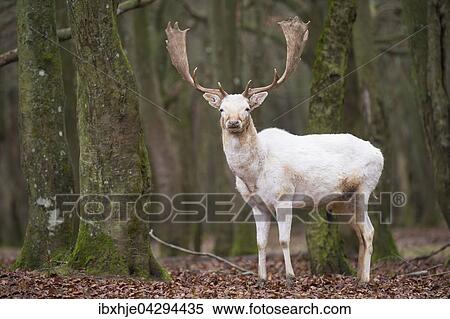 Weisser Damhirsch (Dama dama), Vulkaneifel, Rheinlad-Pfalz, Deutschland, Europa View Large Photo Image Stock Photography - Weisser Damhirsch (Dama dama), Vulkaneifel, Rheinlad-Pfalz, Deutschland, Europa. Fotosearch