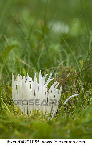 Weisses Spitzkeulchen (Clavaria falcata), Thuringen, Deutschland, Europa View Large Photo Image Stock Photography - Weisses Spitzkeulchen (Clavaria falcata), Thuringen, Deutschland, Europa. Fotosearch