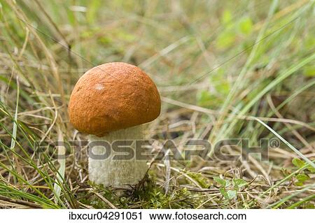 Weissstielige Rotkappe (Leccinum leucopodium), Thuringen, Deutschland, Europa View Large Photo Image Stock Image - Weissstielige Rotkappe (Leccinum leucopodium), Thuringen, Deutschland, Europa. Fotosearch