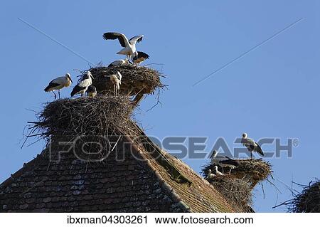 Stock Image - Weissstorch (Ciconia ciconia), Storchennester, Affenberg Salem, Bodenseekreis, Oberschwaben, Baden-Wurttemberg, Deutschland, Europa. Fotosearch