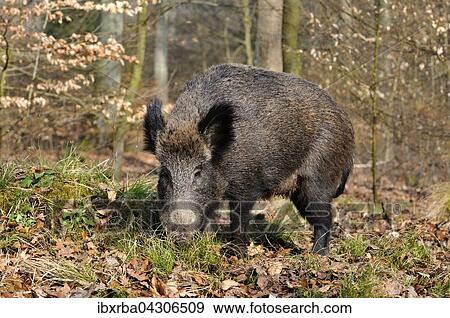 Wildschwein (Sus scrofa), Bache bei der Nahrungssuche, Nordrhein-Westfalen, Deutschland, Europa View Large Photo Image Stock Photo - Wildschwein (Sus scrofa), Bache bei der Nahrungssuche, Nordrhein-Westfalen, Deutschland, Europa. Fotosearch