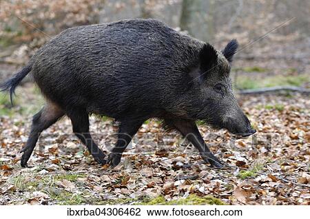 Wildschwein (Sus scrofa), Bache im Lauf, Nordrhein-Westfalen, Deutschland, Europa View Large Photo Image Stock Image - Wildschwein (Sus scrofa), Bache im Lauf, Nordrhein-Westfalen, Deutschland, Europa. Fotosearch