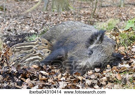 Wildschwein (Sus scrofa), Bache saugt ihre Frischlinge, Nordrhein-Westfalen, Deutschland, Europa View Large Photo Image Picture - Wildschwein (Sus scrofa), Bache saugt ihre Frischlinge, Nordrhein-Westfalen, Deutschland, Europa. Fotosearch