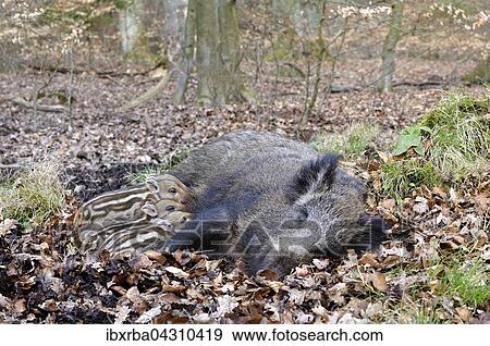 Wildschwein (Sus scrofa), Bache saugt ihre Frischlinge, Nordrhein-Westfalen, Deutschland, Europa View Large Photo Image Stock Photo - Wildschwein (Sus scrofa), Bache saugt ihre Frischlinge, Nordrhein-Westfalen, Deutschland, Europa. Fotosearch