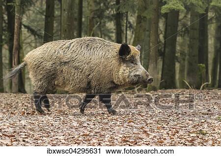 Wildschwein (Sus scrofa), Bache, Vulkaneifel, Rheinland-Pfalz, Deutschland, Europa View Large Photo Image Stock Image - Wildschwein (Sus scrofa), Bache, Vulkaneifel, Rheinland-Pfalz, Deutschland, Europa. Fotosearch