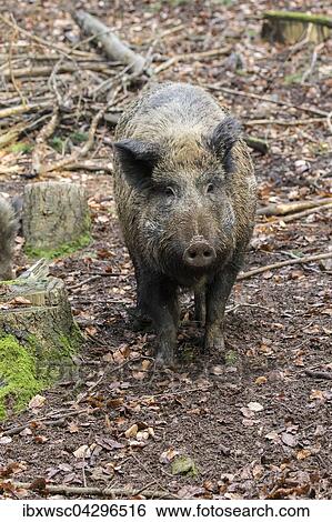 Wildschwein (Sus scrofa), Bache, Vulkaneifel, Rheinland-Pfalz, Deutschland, Europa View Large Photo Image Stock Photograph - Wildschwein (Sus scrofa), Bache, Vulkaneifel, Rheinland-Pfalz, Deutschland, Europa. Fotosearch