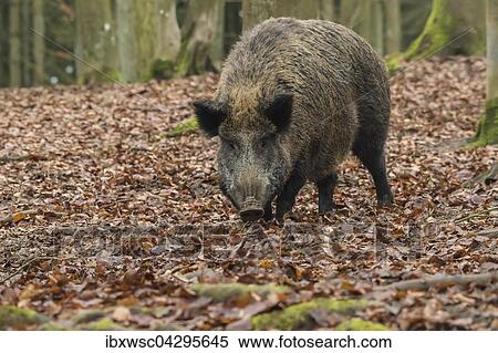 Wildschwein (Sus scrofa), Bache, Vulkaneifel, Rheinland-Pfalz, Deutschland, Europa View Large Photo Image Stock Photography - Wildschwein (Sus scrofa), Bache, Vulkaneifel, Rheinland-Pfalz, Deutschland, Europa. Fotosearch