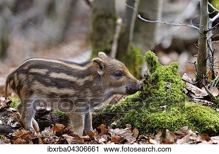Wildschwein (Sus scrofa), Frischling an einer bemoosten Wurzel, Nordrhein-Westfalen, Deutschland, Europa View Large Photo Image Stock Image - Wildschwein (Sus scrofa), Frischling an einer bemoosten Wurzel, Nordrhein-Westfalen, Deutschland, Europa. Fotosearch