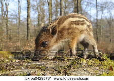 Wildschwein (Sus scrofa), Frischling auf einem bemoosten Baumstamm im lichten Rotbuchenwald (Fagus sylvatica), captive, Nordrhein-Westfalen, Deutschland, Europa View Large Photo Image Stock Image - Wildschwein (Sus scrofa), Frischling auf einem bemoosten Baumstamm im lichten Rotbuchenwald (Fagus sylvatica), captive, Nordrhein-Westfalen, Deutschland, Europa. Fotosearch