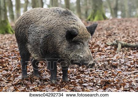 Wildschwein (Sus scrofa) im Herbstlaub, Bache, Vulkaneifel, Rheinland-Pfalz, Deutschland, Europa View Large Photo Image Picture - Wildschwein (Sus scrofa) im Herbstlaub, Bache, Vulkaneifel, Rheinland-Pfalz, Deutschland, Europa. Fotosearch