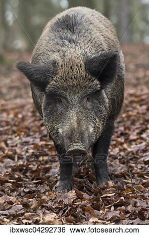 Wildschwein (Sus scrofa) im Herbstlaub, Bache, Vulkaneifel, Rheinland-Pfalz, Deutschland, Europa View Large Photo Image Stock Photograph - Wildschwein (Sus scrofa) im Herbstlaub, Bache, Vulkaneifel, Rheinland-Pfalz, Deutschland, Europa. Fotosearch