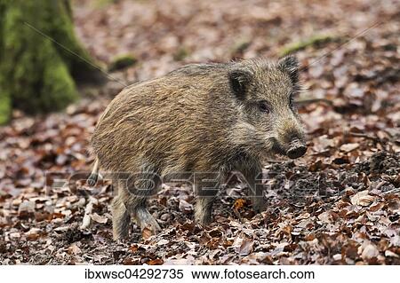 Wildschwein (Sus scrofa) im Herbstlaub, Frischling, Vulkaneifel, Rheinland-Pfalz, Deutschland, Europa View Large Photo Image Stock Photography - Wildschwein (Sus scrofa) im Herbstlaub, Frischling, Vulkaneifel, Rheinland-Pfalz, Deutschland, Europa. Fotosearch
