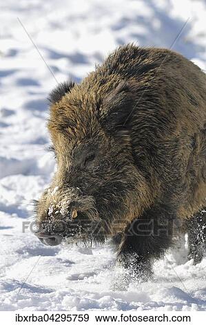 Wildschwein (Sus scrofa), Keiler im Schnee, captive, Nordrhein-Westfalen, Deutschland, Europa View Large Photo Image Stock Photo - Wildschwein (Sus scrofa), Keiler im Schnee, captive, Nordrhein-Westfalen, Deutschland, Europa. Fotosearch