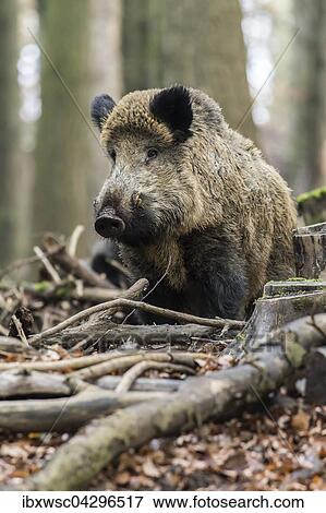Wildschwein (Sus scrofa), Keiler in der Rauschzeit, Vulkaneifel, Rheinland-Pfalz, Deutschland, Europa View Large Photo Image Stock Photo - Wildschwein (Sus scrofa), Keiler in der Rauschzeit, Vulkaneifel, Rheinland-Pfalz, Deutschland, Europa. Fotosearch