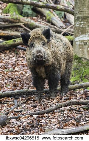 Wildschwein (Sus scrofa), Keiler in der Rauschzeit, Vulkaneifel, Rheinland-Pfalz, Deutschland, Europa View Large Photo Image Stock Photography - Wildschwein (Sus scrofa), Keiler in der Rauschzeit, Vulkaneifel, Rheinland-Pfalz, Deutschland, Europa. Fotosearch