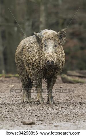 Wildschwein (Sus scrofa), Keiler, Vulkaneifel, Rheinland-Pfalz, Deutschland, Europa View Large Photo Image Stock Photograph - Wildschwein (Sus scrofa), Keiler, Vulkaneifel, Rheinland-Pfalz, Deutschland, Europa. Fotosearch